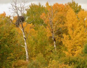 6 eagle’s nest (Wilderness Dog Tells All – Part One)