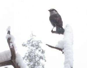 7 grey jay (November)