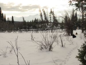 grey light (November)