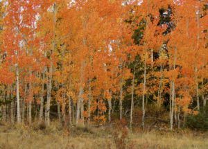8 red aspens 2 (Wilderness Dog Tells All – Part One)