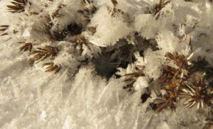 11 juniper (New Year’s Eve)