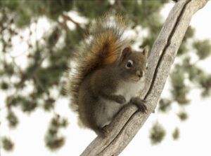 11 squirrel (December)