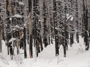 12 burned trees (Bella Coola Solstice)