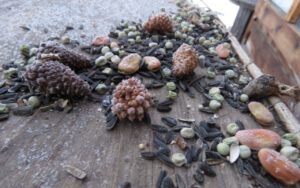 12a squirrel cache (December)