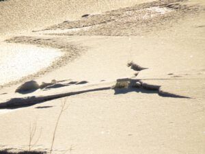 river ice (New Year’s Eve)