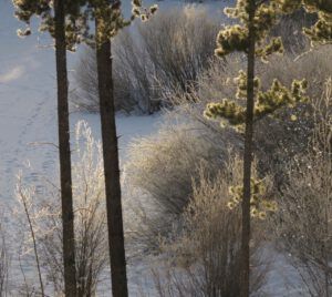 hoar frost pond (December)