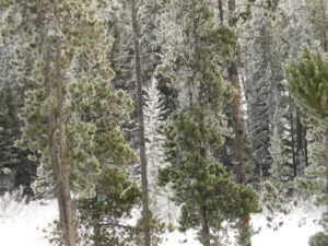 1b a hoary trees (December)