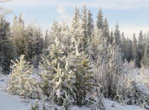 1b g half sunny (December)