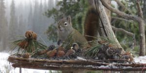 squirrel and cones (New Year’s Eve)