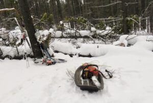 2 cutting out trees (December)