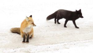 9 2 foxes (Bella Coola Solstice)