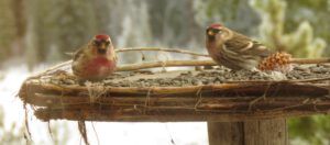 redpolls (December)