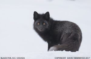 hemming fox (Bella Coola Solstice)