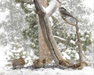 redpolls and chicks (New Year’s Eve)