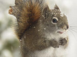 squirrel (New Year’s Eve)