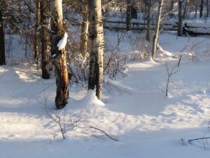 18 aspens (Blue Moon)