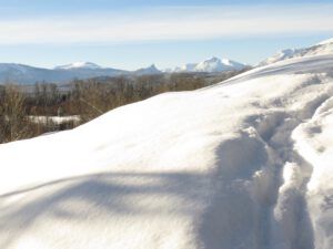 2 fresh snow (January 15th)