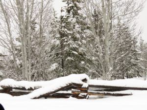 21 snowy fence (Blue Moon)