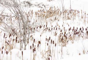24 cattails (Blue Moon)