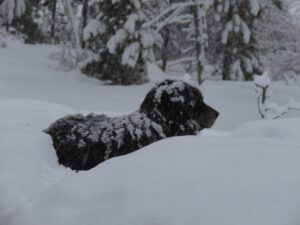 3 badger snow (Blue Moon)