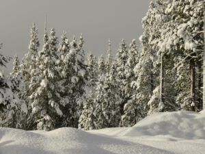 4 pretty snow 1 (Blue Moon)