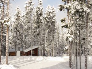 5 pretty snow 2 (Blue Moon)