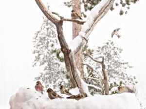 8 snowy feeder (January 15th)