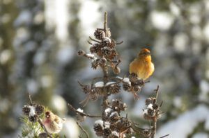 crossbill and redpoll best (Blue Moon)