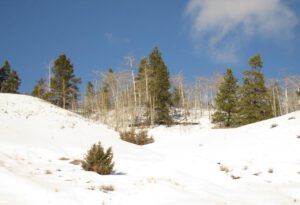 17 brilliant sun (February at Ginty Creek)