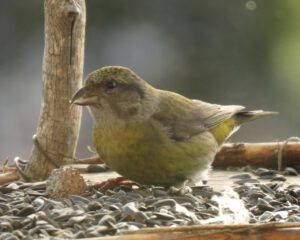 18 F crossbill (February at Ginty Creek)
