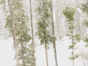 19 snow (February at Ginty Creek)