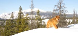 16 harry on dunes (Spring Equinox 2018)