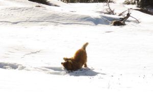 20 perfume (Spring Equinox 2018)