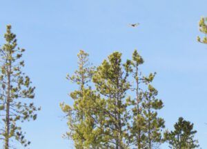 21 redtail hawk (Spring Equinox 2018)