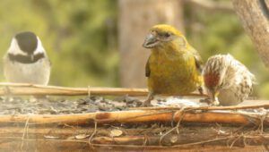 23 new crossbill best (Spring Equinox 2018)