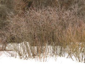 24 pussy willows (Spring Equinox 2018)