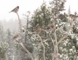 12 snow redpolls (April fool)