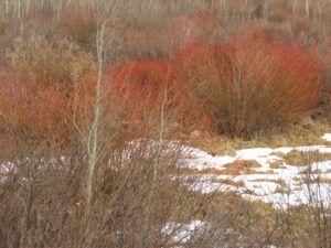 13 willows (Spring – sort of!)