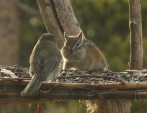 14 chipmunk and junco (Spring – sort of!)
