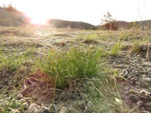 16 green grass (Spring – sort of!)