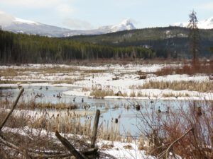 2 slough 2 (Spring – sort of!)