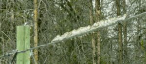 20 snow buntings (April fool)