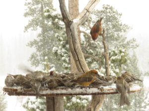 24 feeding frenzy 2 (April fool)