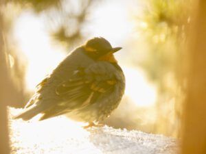 3.  VAried thrush (April fool)