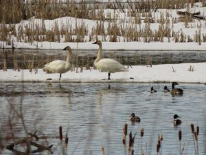 3. swans (Spring – sort of!)