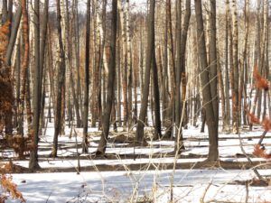 8 forest (Spring – sort of!)