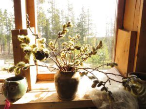 yellow pussy willows. (Spring – sort of!)