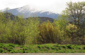 1 greening of GC best (The Greening of Ginty Creek)