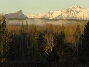 1 spring! (Instant Spring!)