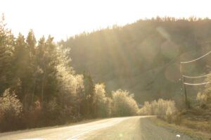 10 aspen catkins (Instant Spring!)